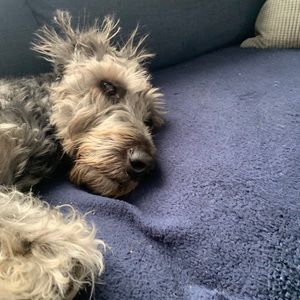 Meet your Posher, Dawn